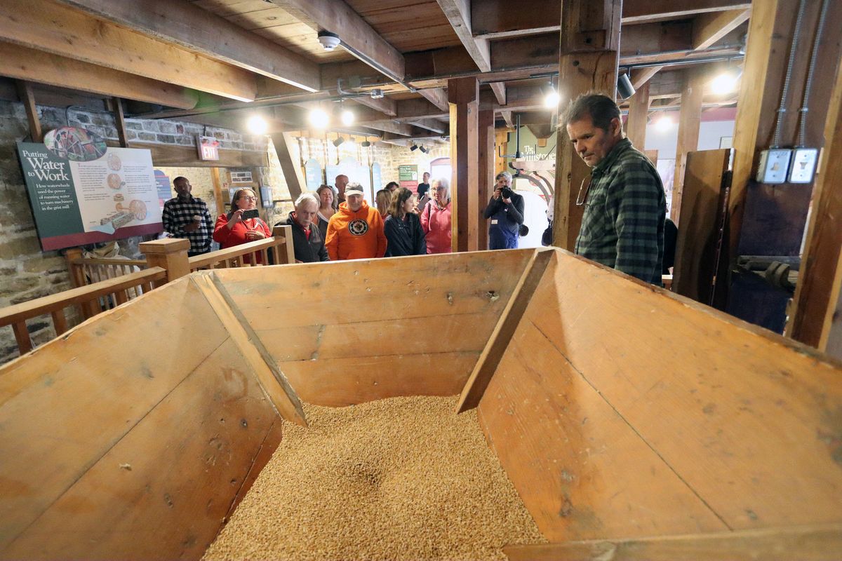 Millstones grinding Red Fife grain — fine flour dust rising in the shaft light